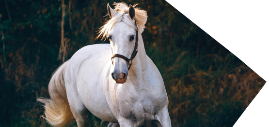Join our EquiPlan