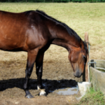 What is a healthy body score for your horse?