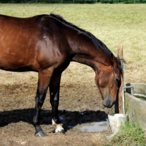 What is a healthy body score for your horse?