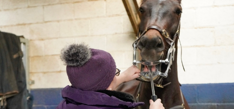Expert dental care for your horse