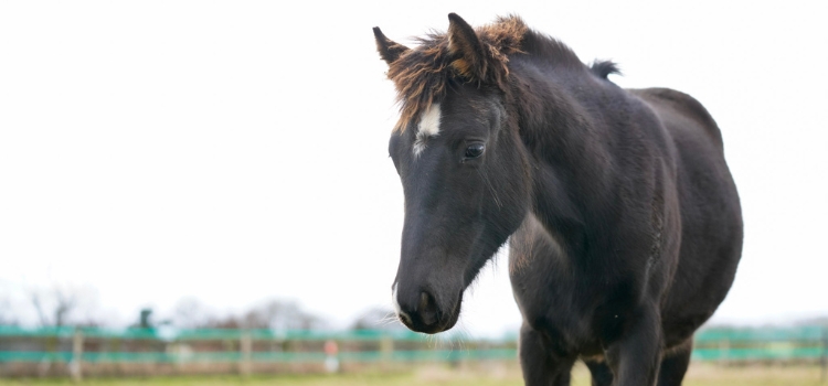 Equine breeding services