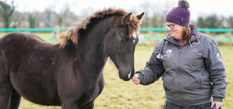 Why choose Penn Equine Vets in Frome