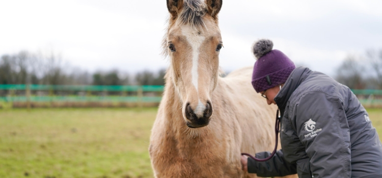 Book an Equine Zone Visit in & around Somerset & Wiltshire
