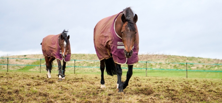 EquiPlan - spread the cost of equine healthcare & save