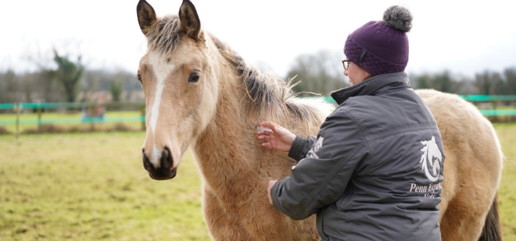 Vaccinations for horses, ponies and donkeys